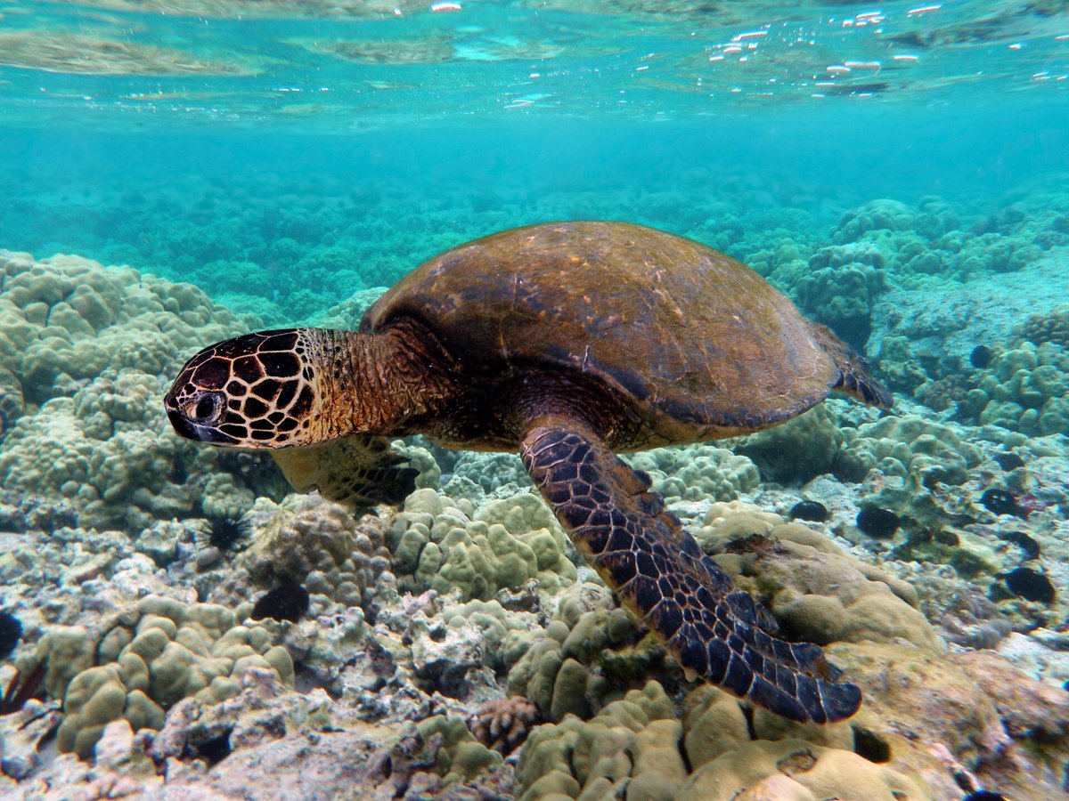 Turtle Reef — United States