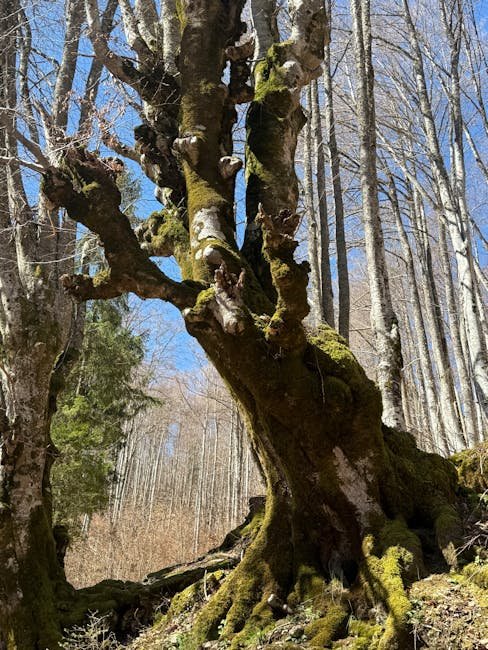 Halubickaja pušča Old-Growth Forest — Belarus