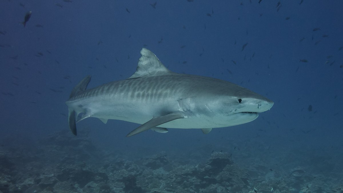 Tiger Shark Aggregation — Tiger Beach Bahamas