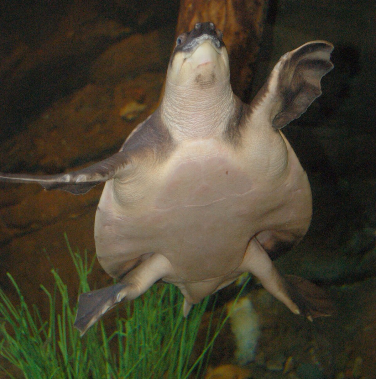Pig-Nosed Turtle Aggregation — Northern Territory Australia