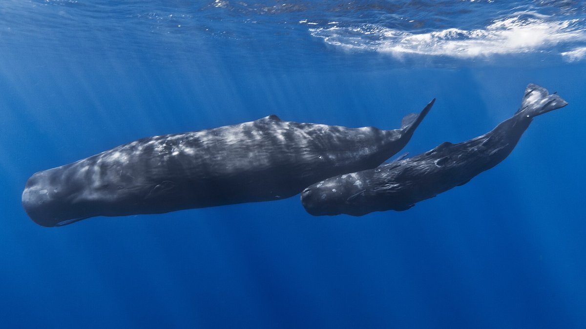 Sperm Whale Dive Fleet — Kaikōura New Zealand
