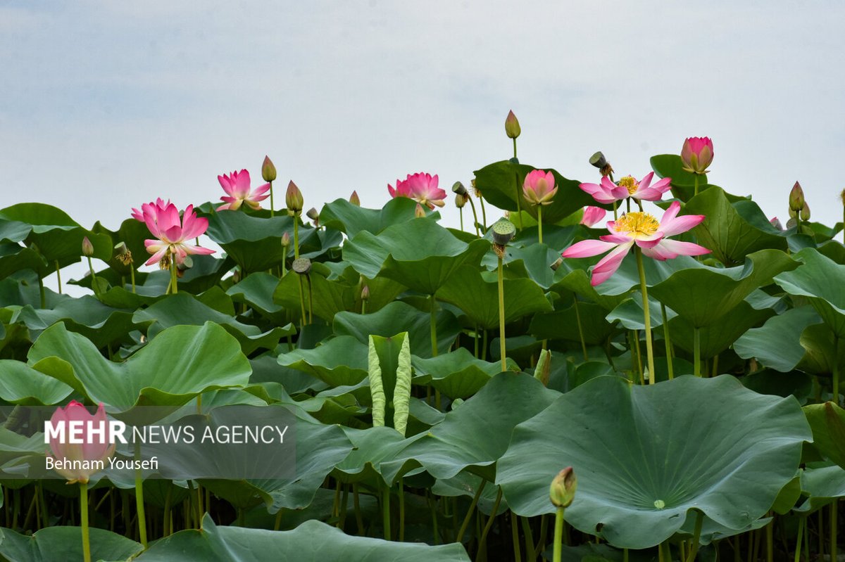 Anzali Lagoon Wetland — Iran