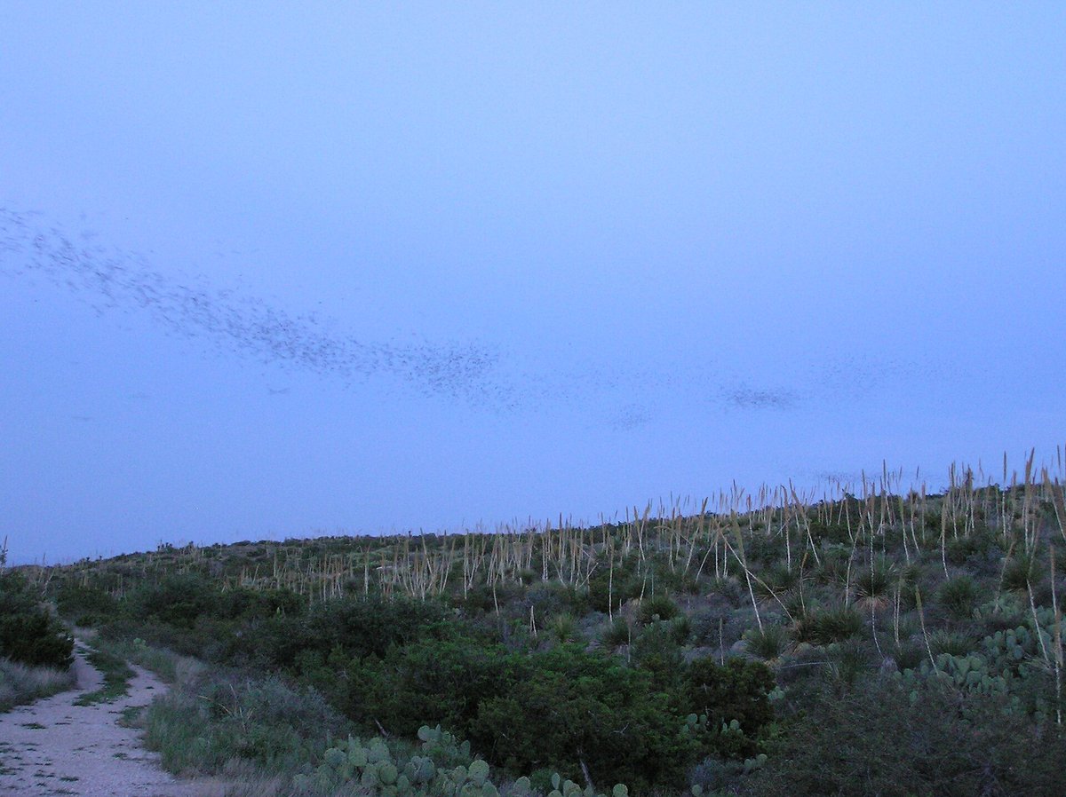Carlsbad Caverns Bat Emergence — New Mexico USA