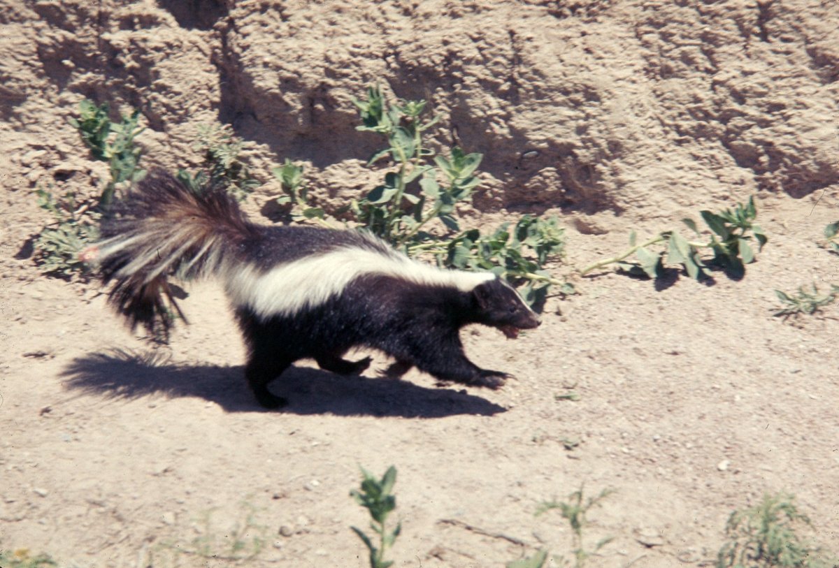 Striped Skunk Mating Season — Yellowstone USA