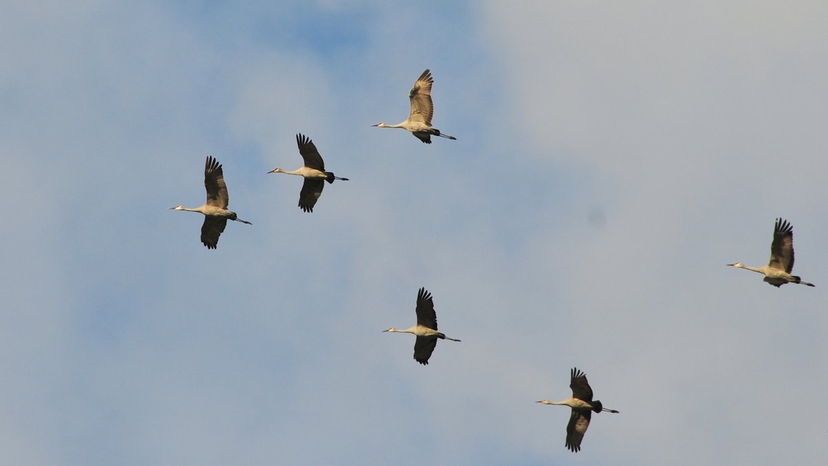 Sandhill Crane Migration — Bosque del Apache USA