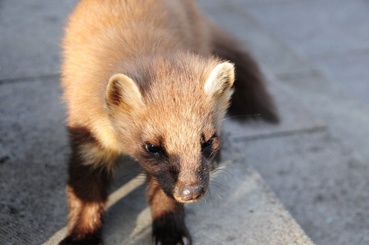 Pine Marten Feeding Station — Cairngorms Scotland