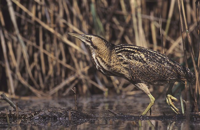 Eurasian Bittern Booming — Wicken Fen England