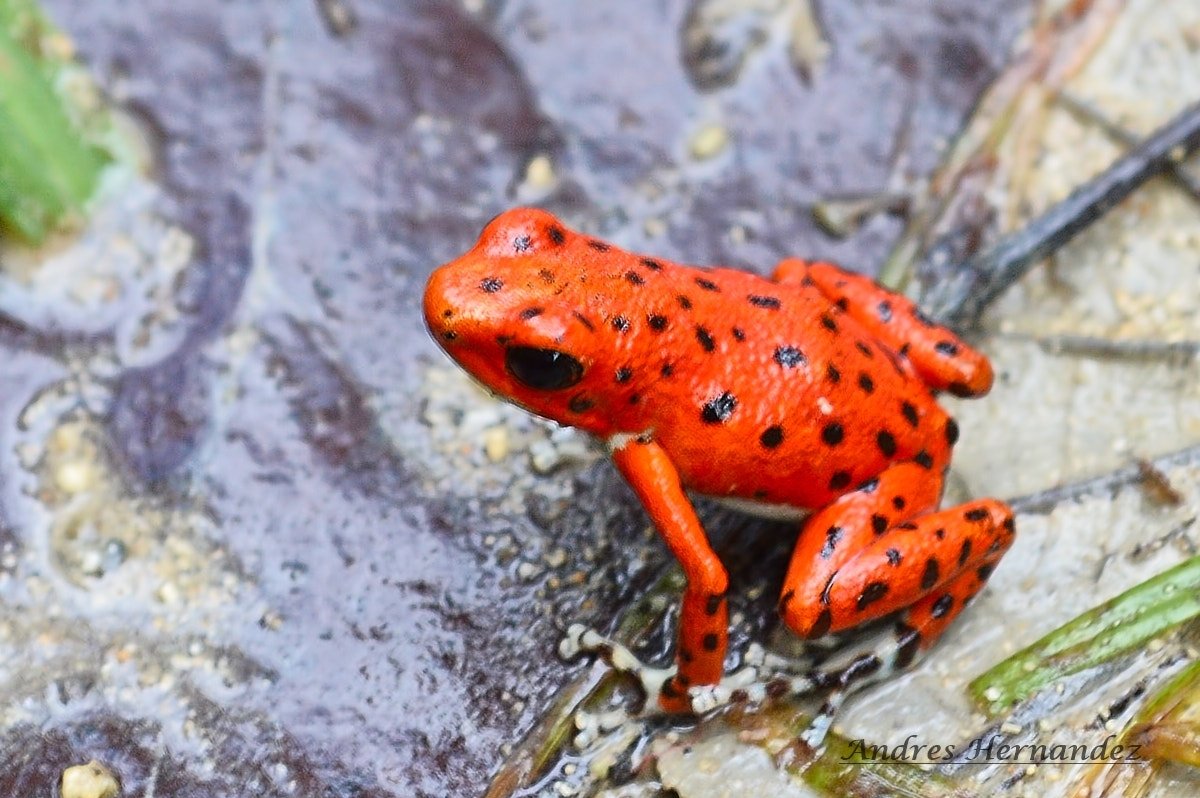 Strawberry Poison Dart Frog — Costa Rica