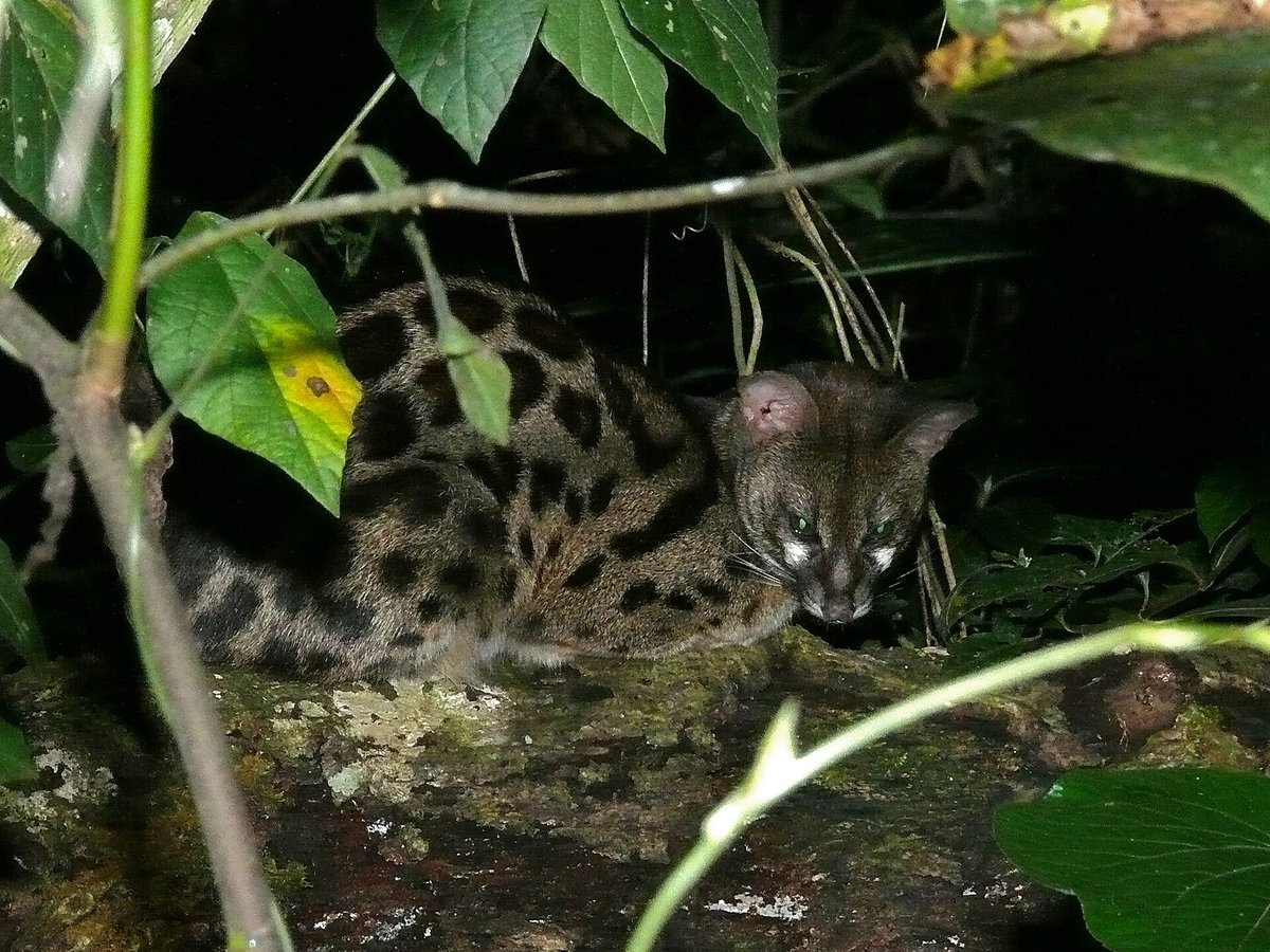 Common Genet Night Walk — Coto Doñana Spain
