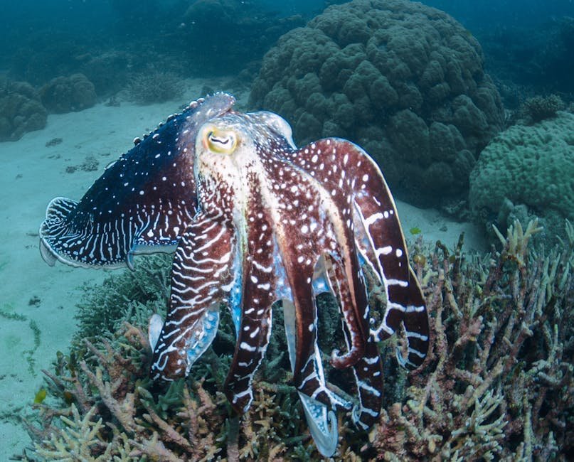 Giant Australian Cuttlefish Spawning Aggregation (Whyalla) — Point Lowly near Whyalla