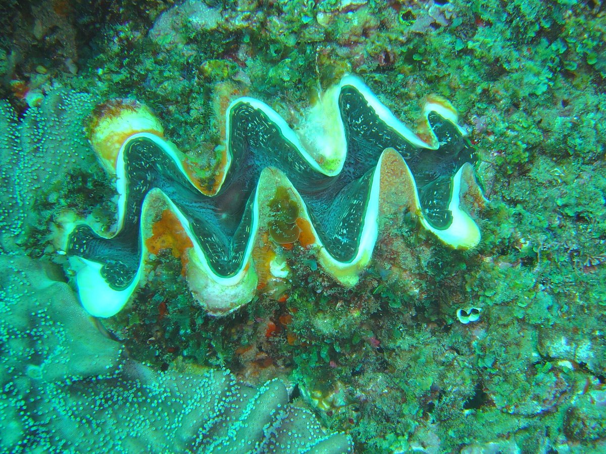 Giant Clam Garden — Palau Micronesia