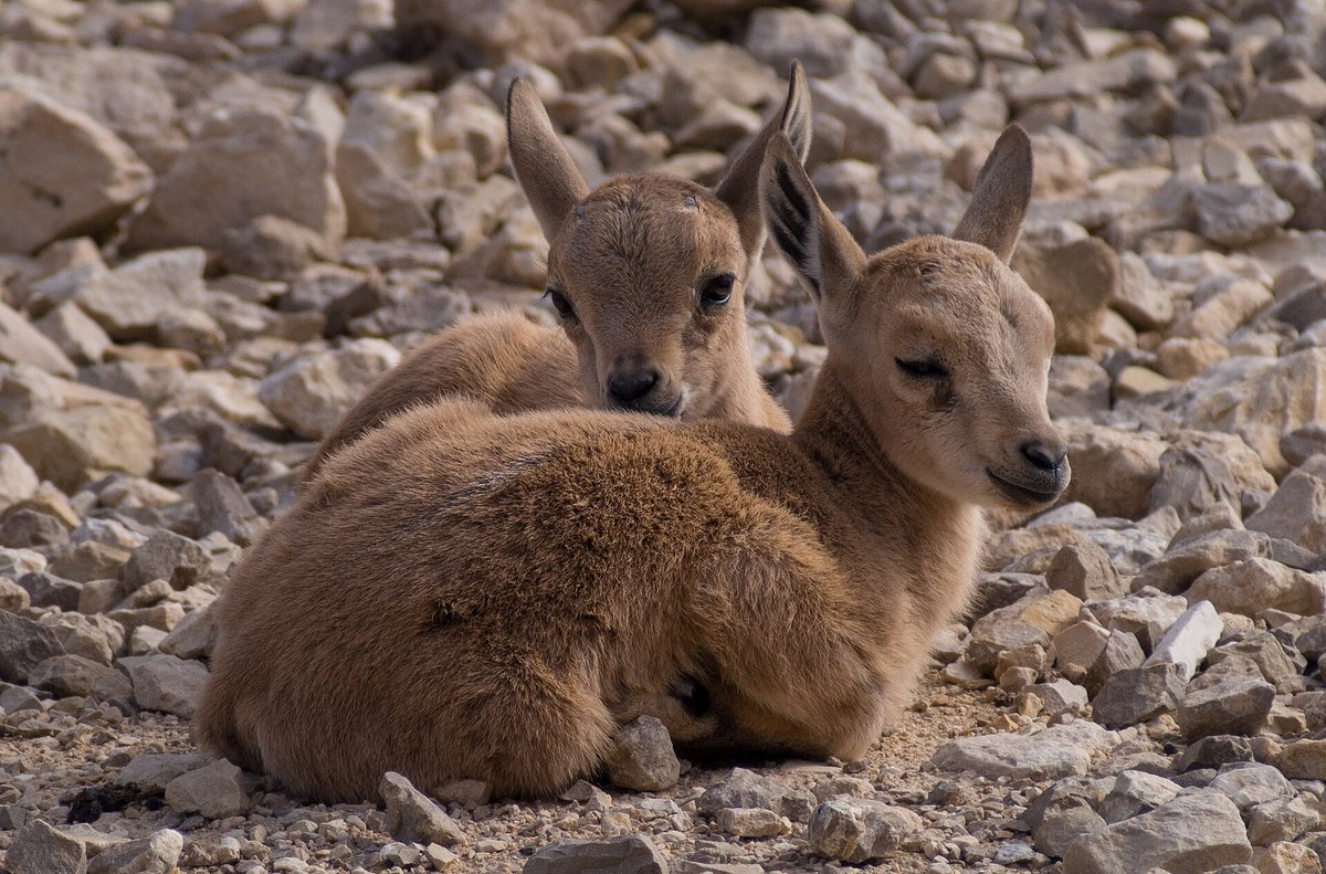 Nubian Ibex Cliff Walking — Makhtesh Ramon Israel