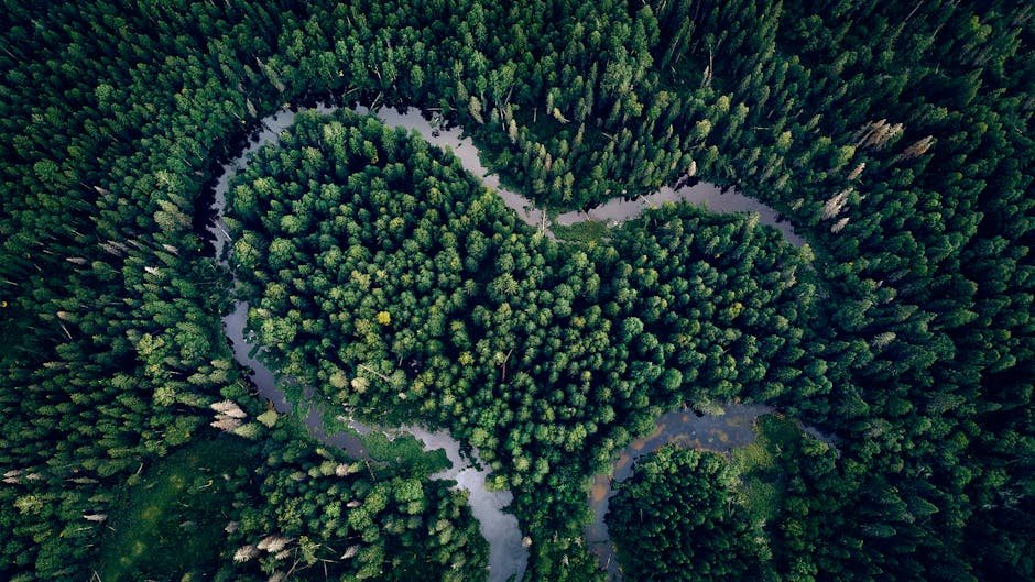 Virgin Komi Forests Old-Growth Forest — Russia
