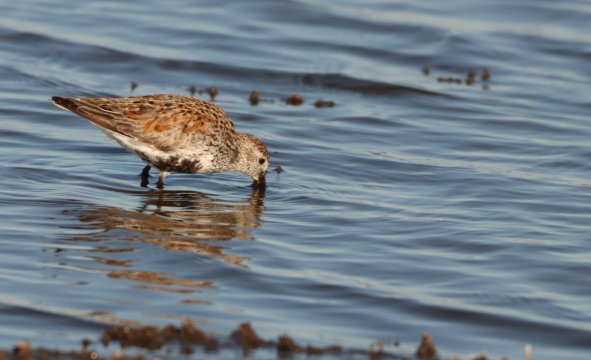 Migratory Shorebird Staging — Bohai Bay China