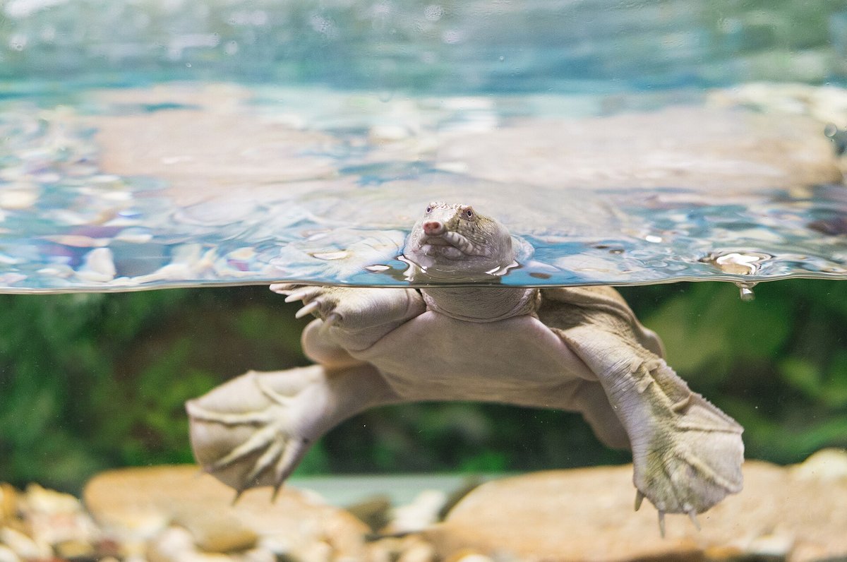 Pig-Nosed Turtle Aggregation — Daly River Australia