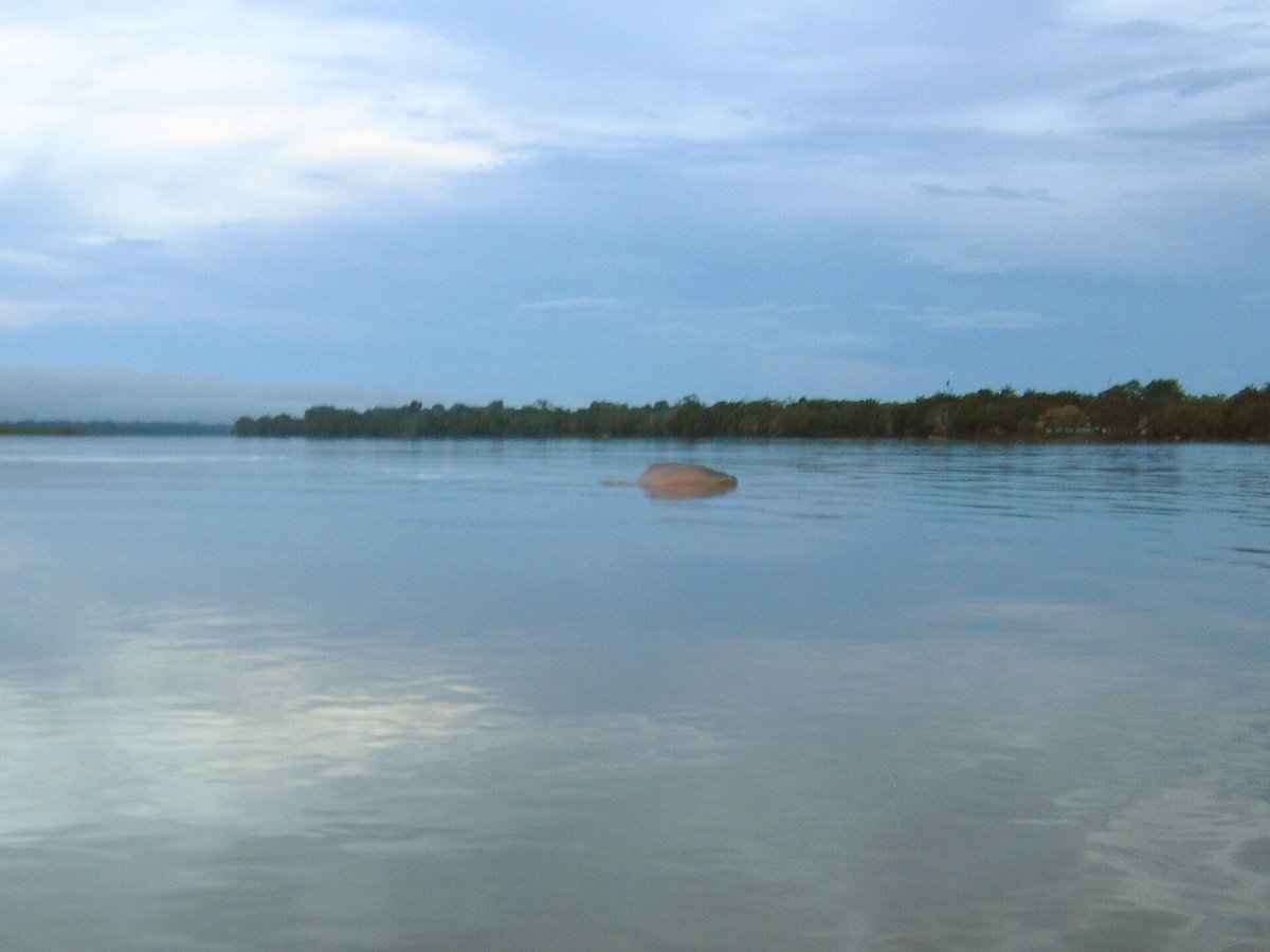 Pink River Dolphin Season — Amazon