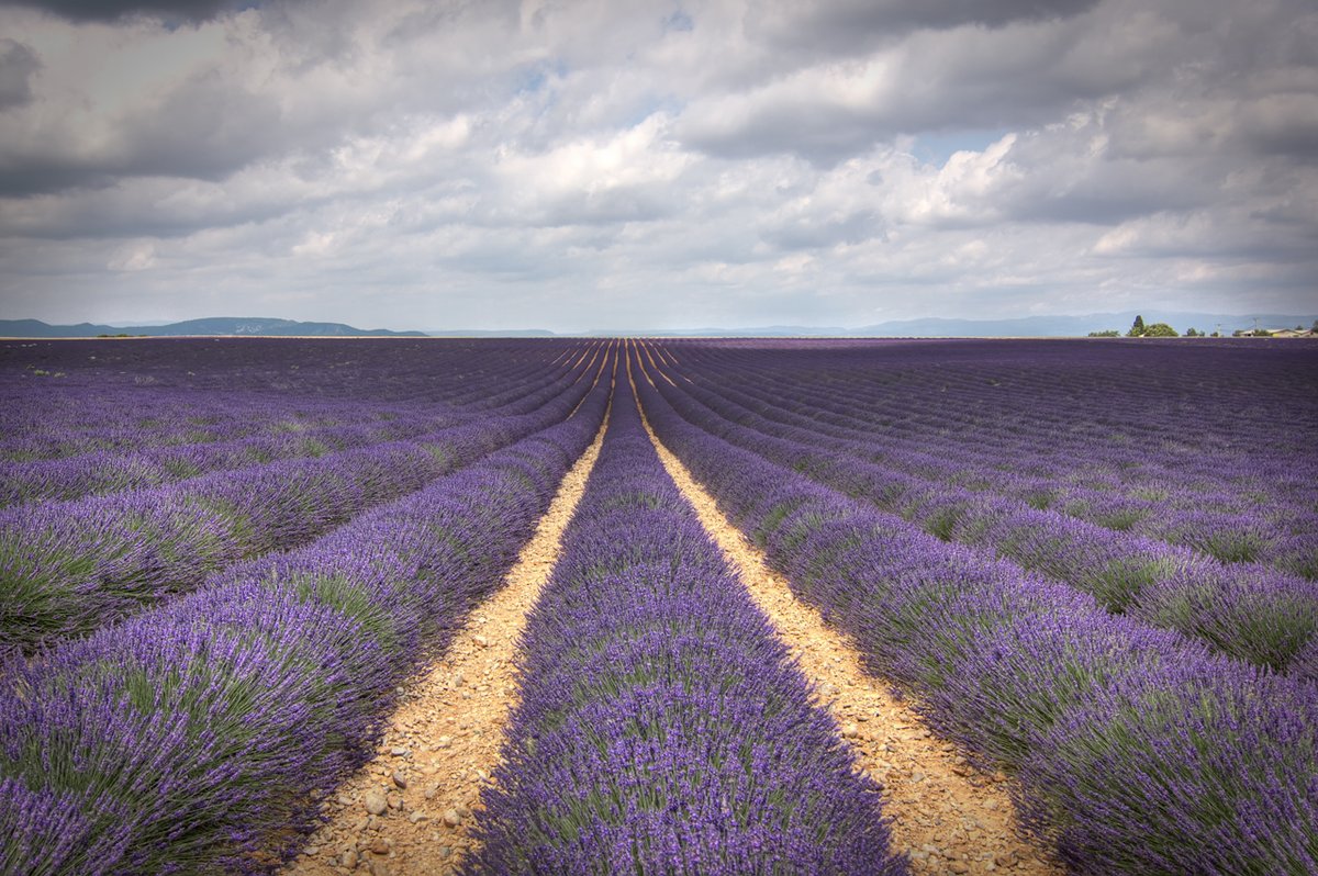 Lavender Bloom Valensole Plateau — Provence France
