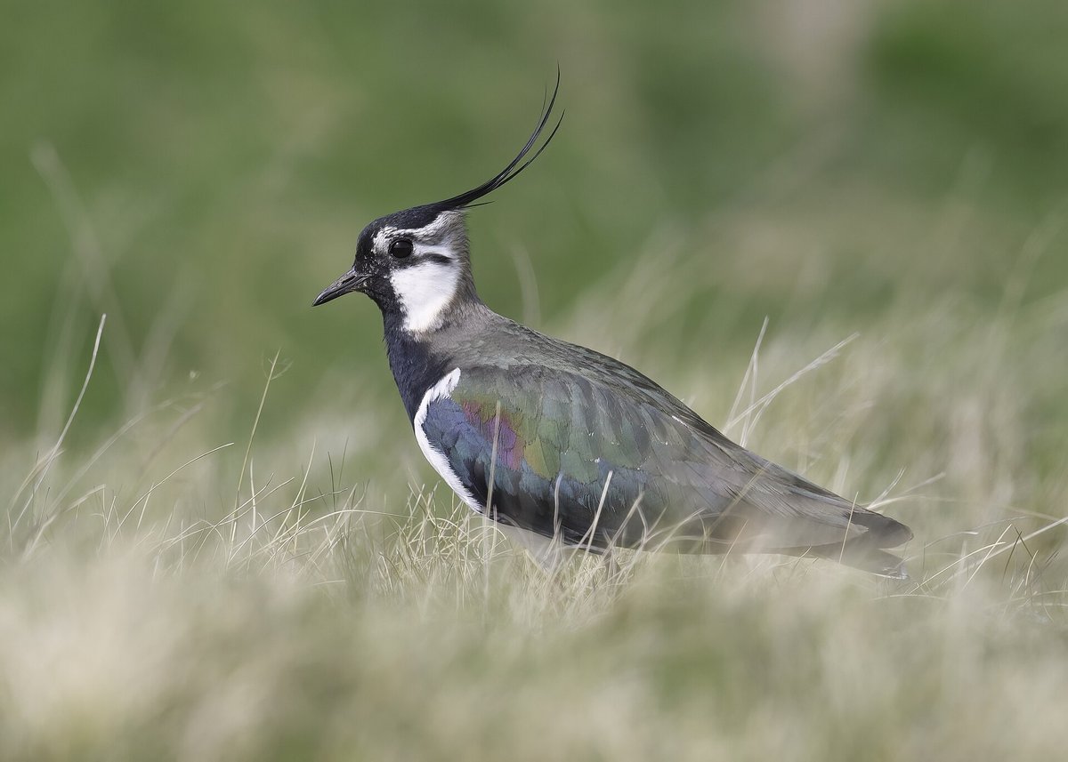 Lapwing Display — Somerset Levels Spring