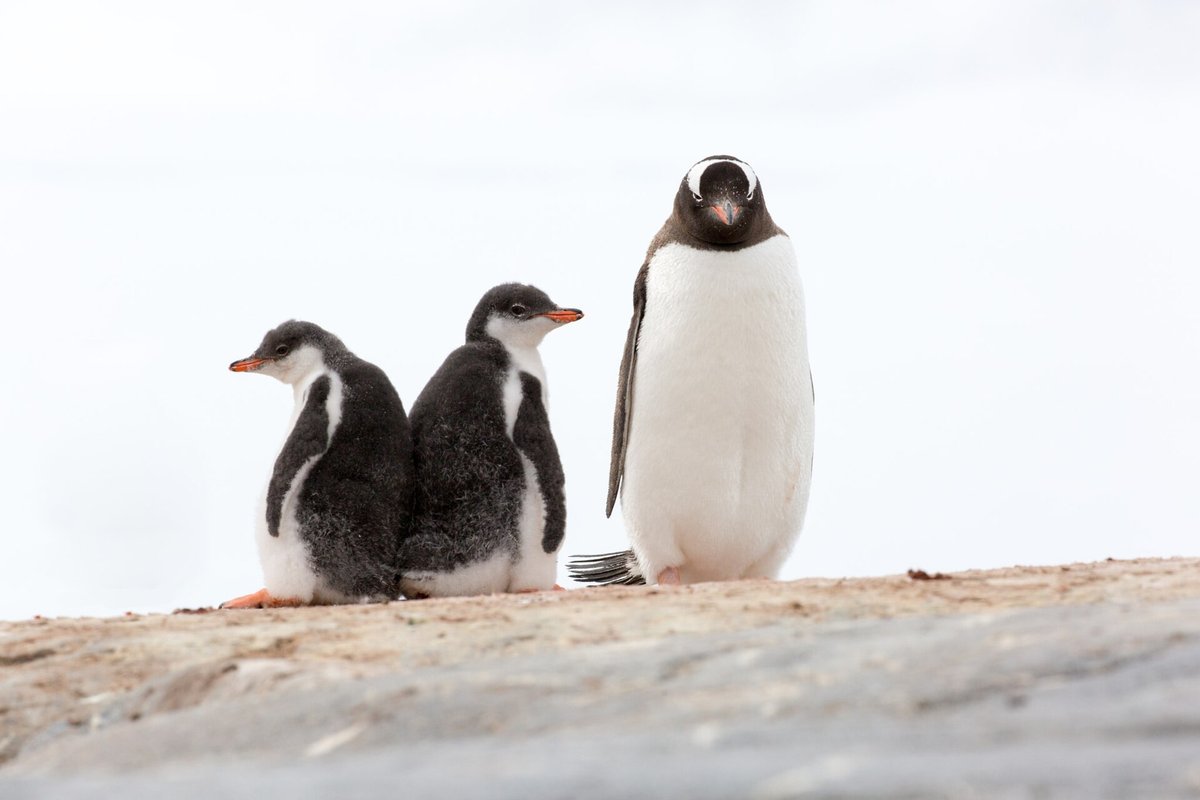 Gentoo Penguin Breeding Colony — Heard Island