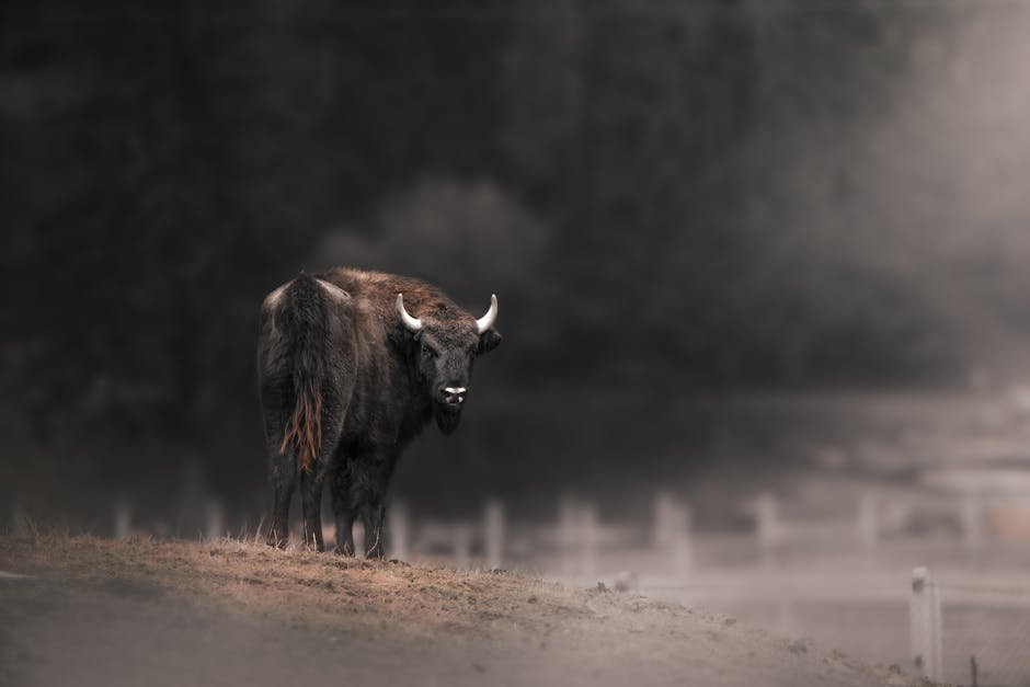 Kraansvlak Wisent