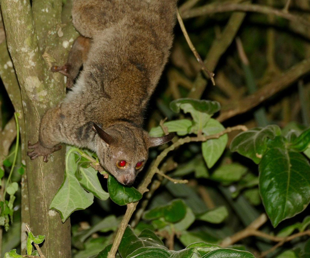 Greater Galago Night Survey — Laikipia Kenya