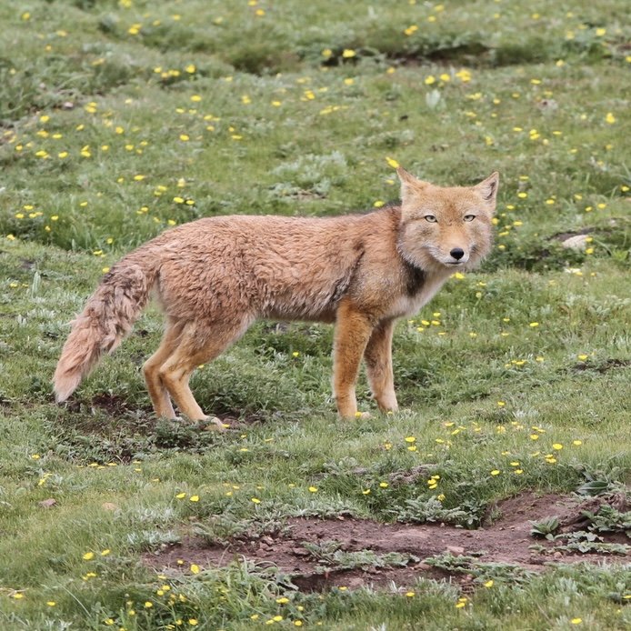 Tibetan Fox & Pika — Sichuan Grasslands