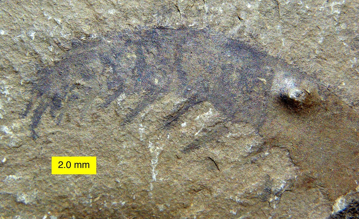 Burgess Shale Fossil Beds