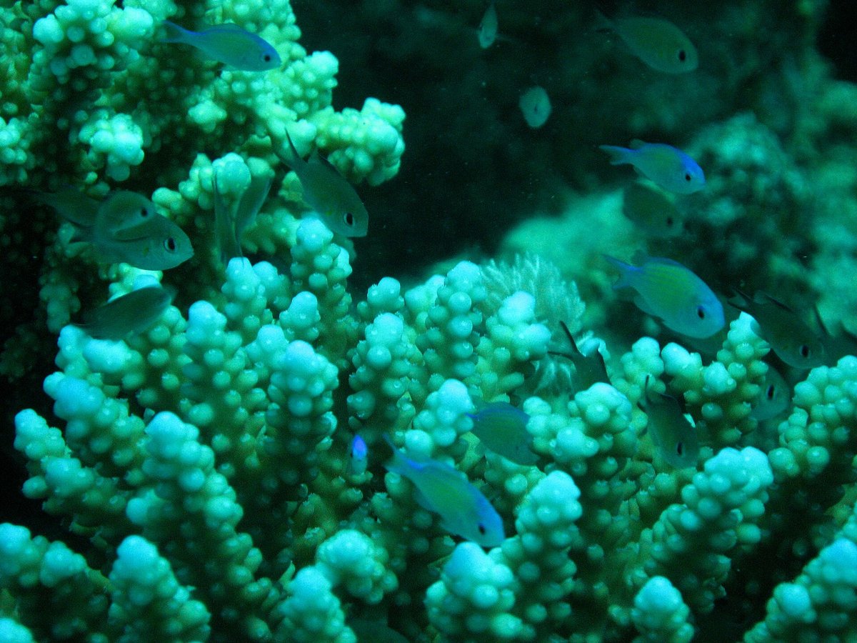 Wizard Reef — Seychelles