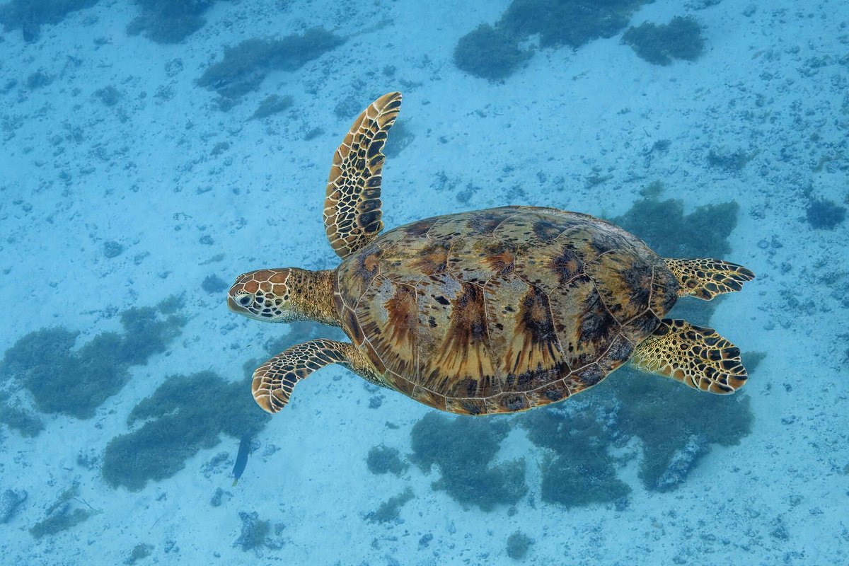 Green Turtle Arribada (Aves Island) — Ascension Island