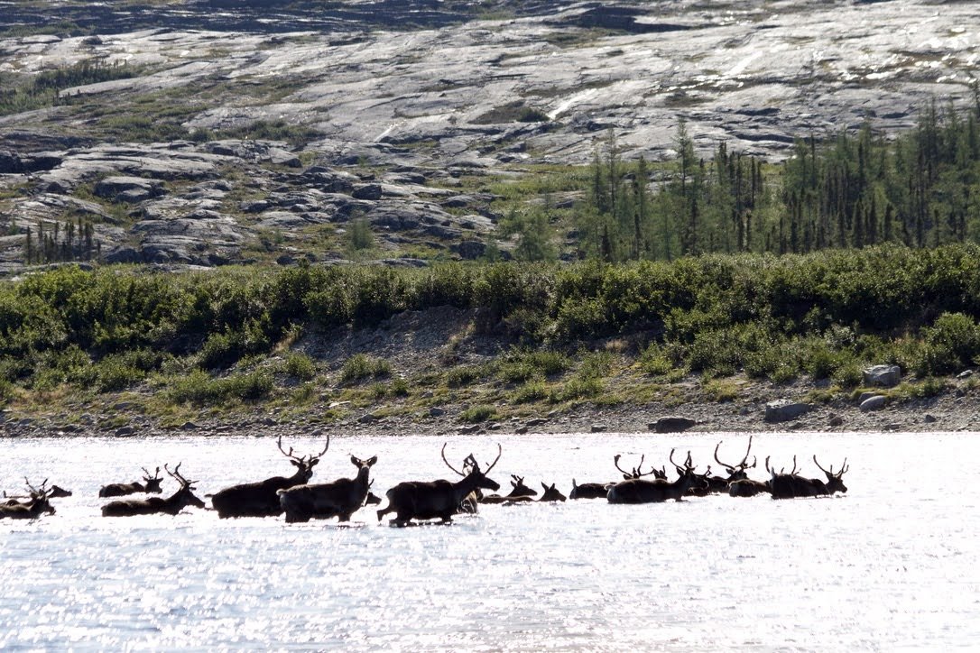 Caribou River Crossing — Denali Alaska USA