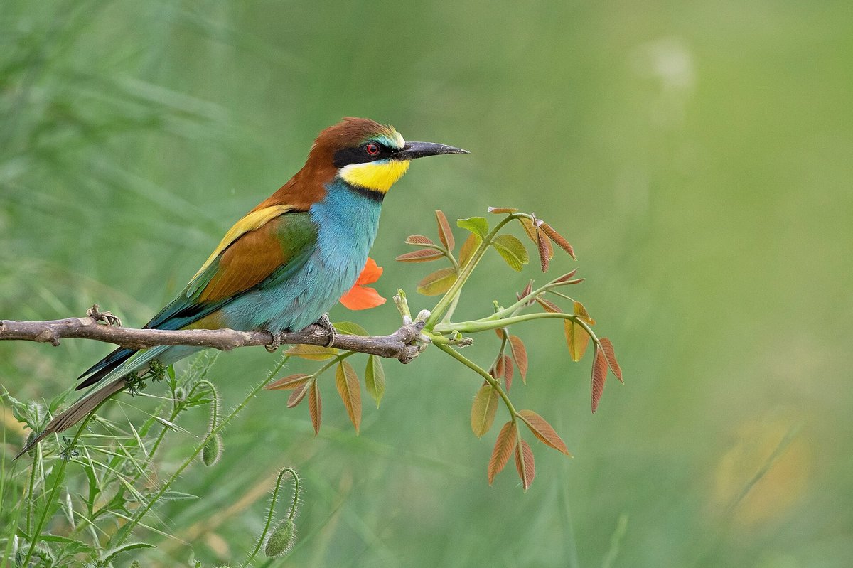 Kaiserstuhl Bee-eater Colonies
