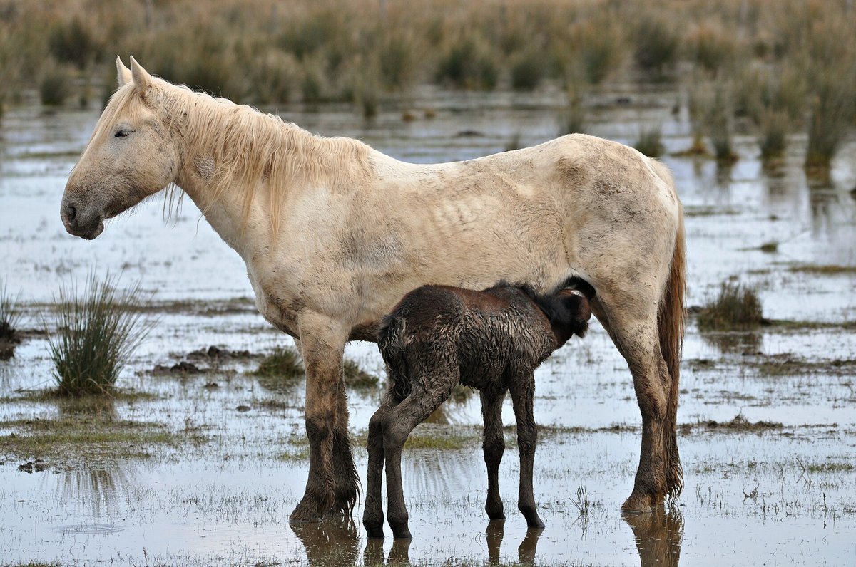 Camargue Wetland — France