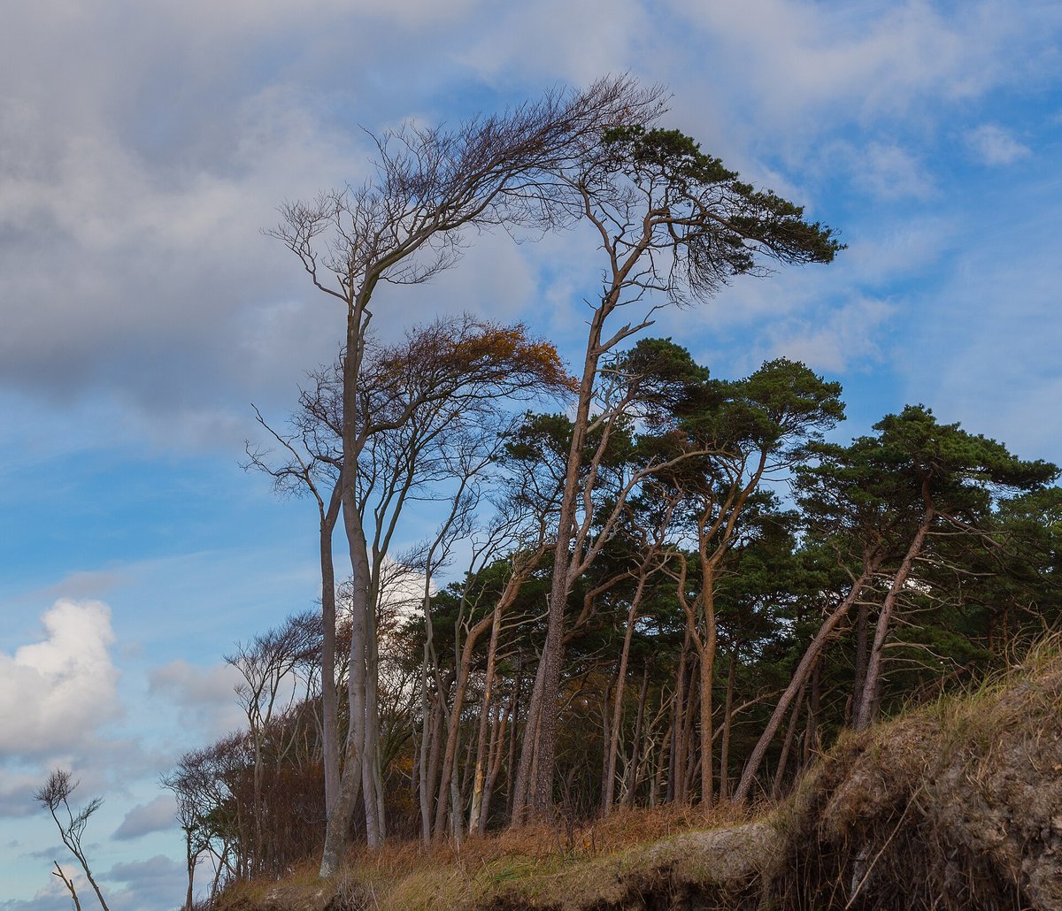 Windflüchter Darßwald