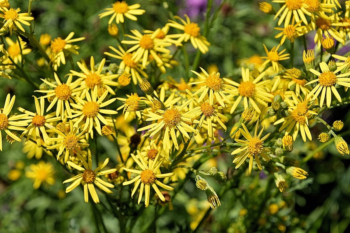 Wildflower Spring — Namaqualand South Africa