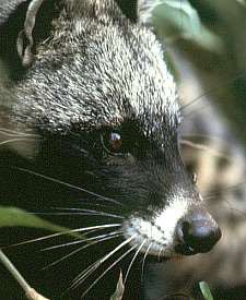 African Civet Scent Marking — Masai Mara Kenya