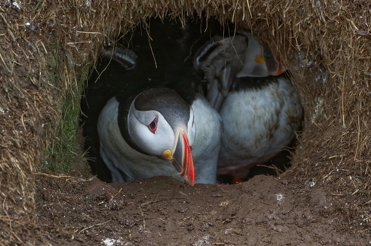 Puffin Colony — Skomer Island