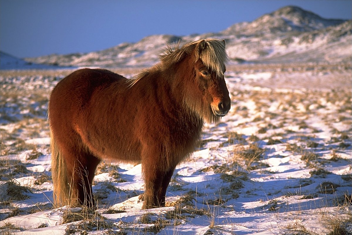 Icelandic Horse Round-Up — Skagafjörður Iceland
