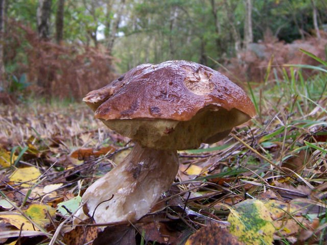 Penny Bun Autumn Pacific Northwest Forests — Oregon USA