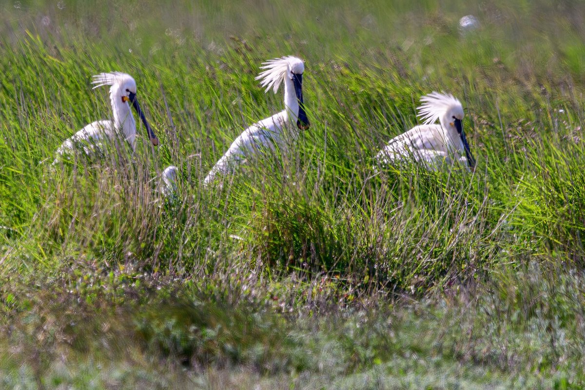 Spoonbill Colony — Texel Netherlands