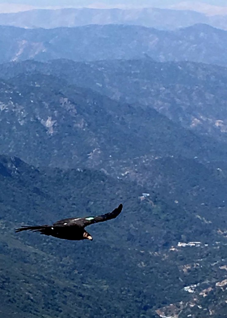 Condor Soaring — Colca Canyon Peru