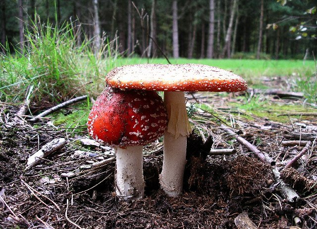 Fly Agaric Autumn — Black Forest Germany