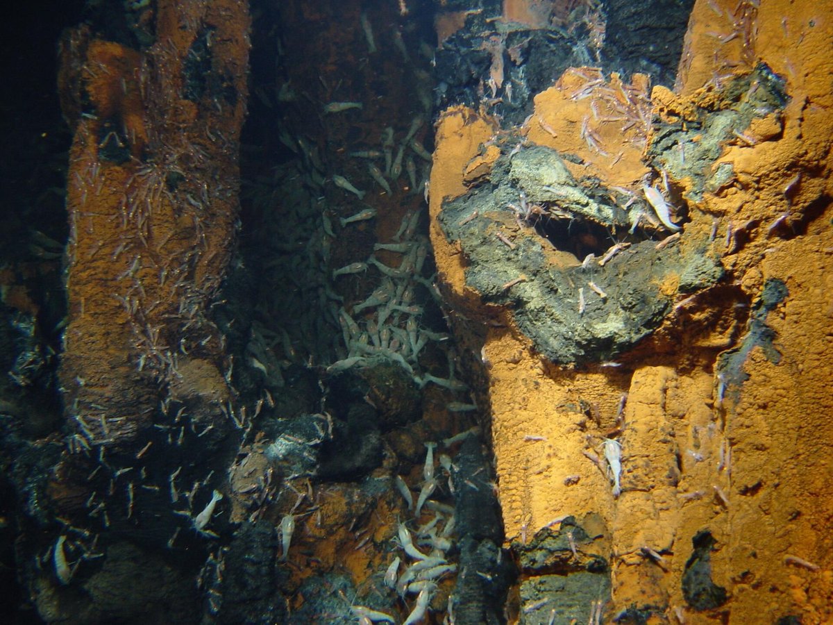 Hydrothermal Vent Diving — Lucky Strike Azores