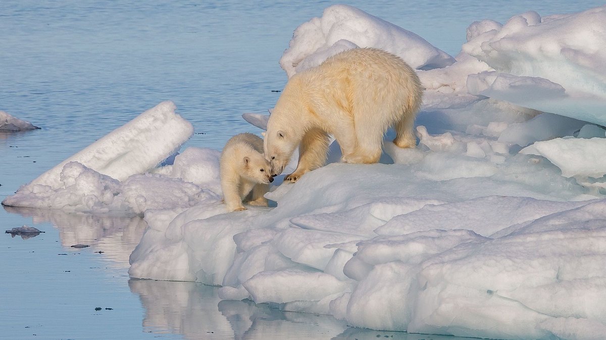Polar Bear Spring Migration — Churchill Manitoba Canada