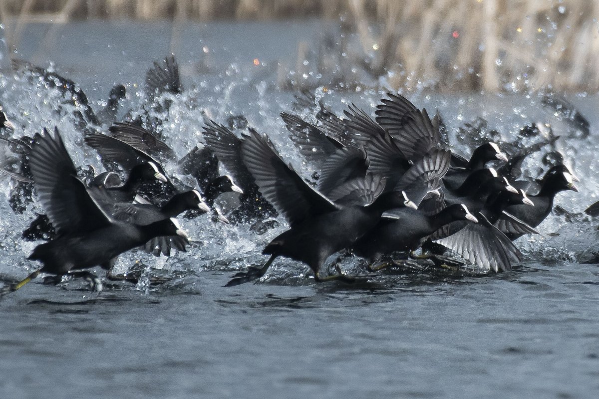 Aammiq Wetland — Lebanon