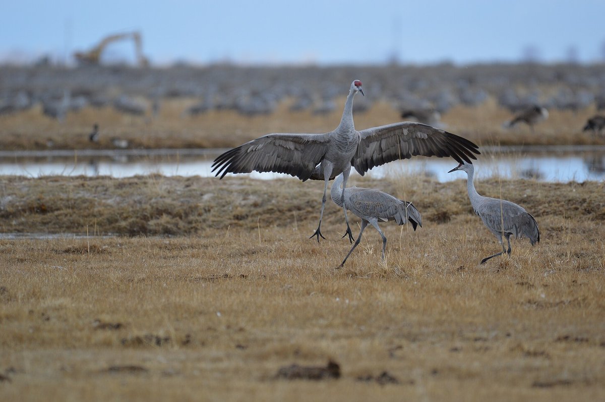 Common Crane Breeding — Lapland Bogs
