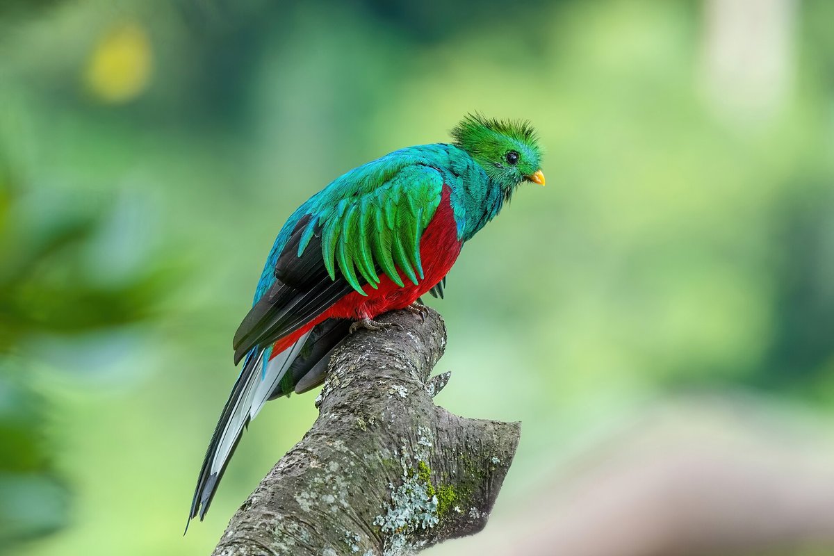Resplendent Quetzal Nesting Season — Monteverde Costa Rica