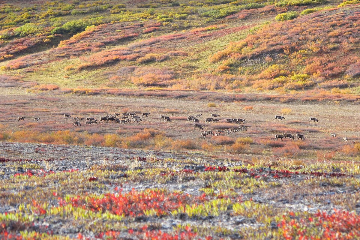 Caribou Migration — Alaska North Slope USA