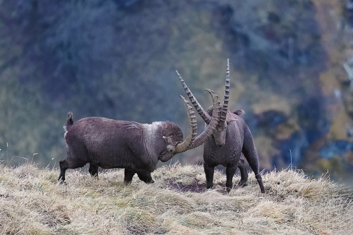 Alpine Ibex Rut — Gran Paradiso