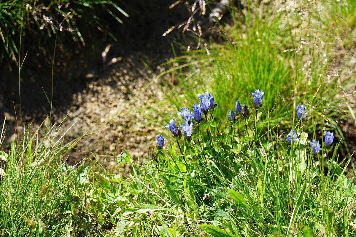Mountain Gentian Bloom — Bavarian Alps Germany