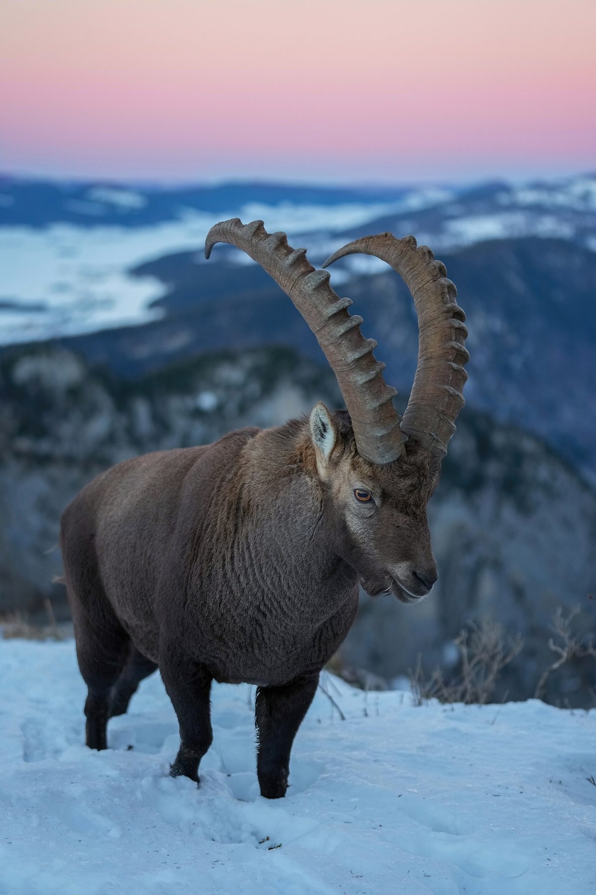 Alpine ibex — Vanoise